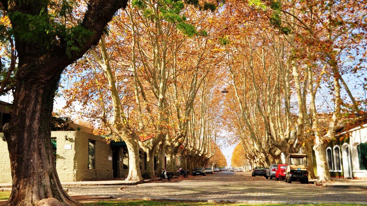 Classic Colony By Day (0)