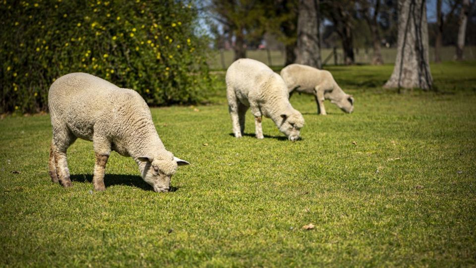 Estancia El Ombu de Areco: Farm Day with BBQ foto 10