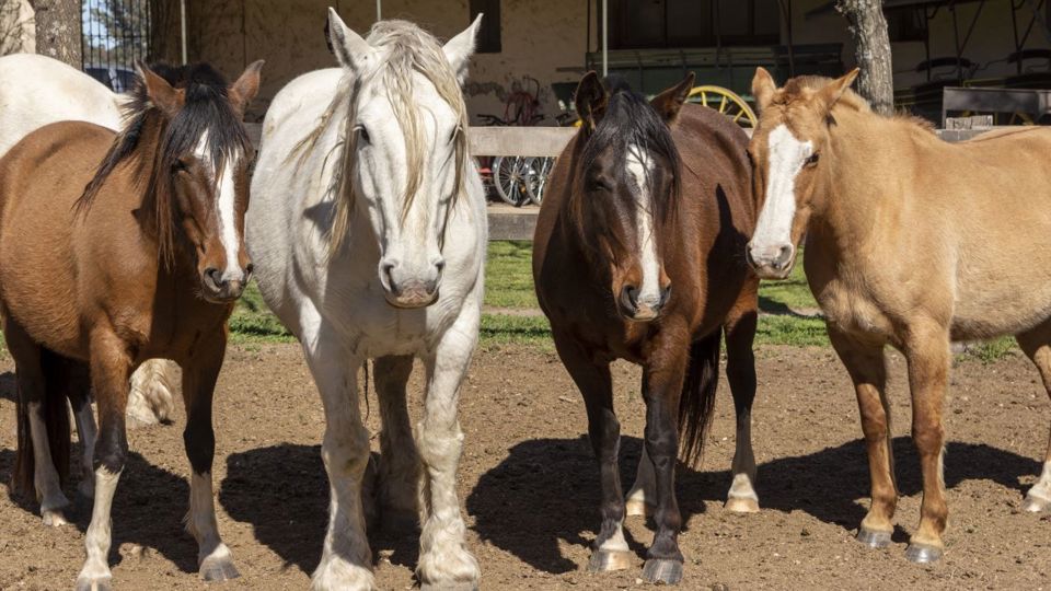 Estancia El Ombu de Areco: Farm Day with BBQ foto 8