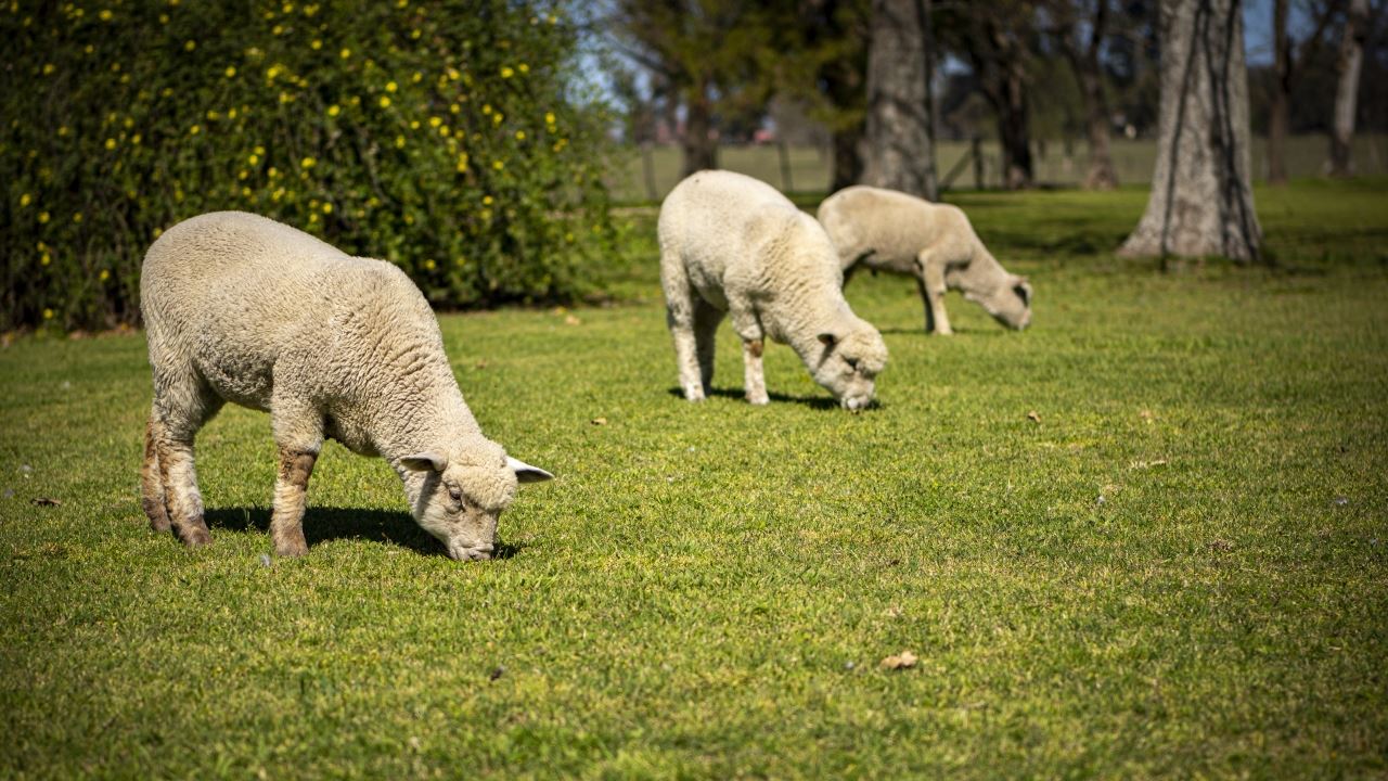 Country Day At The Ranch El Ombu De Areco (9)