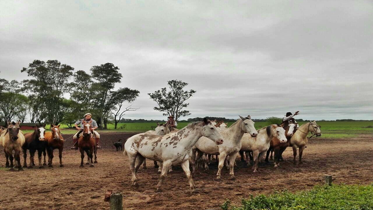 Gaucha Festival Estancia Santa Susana (5)