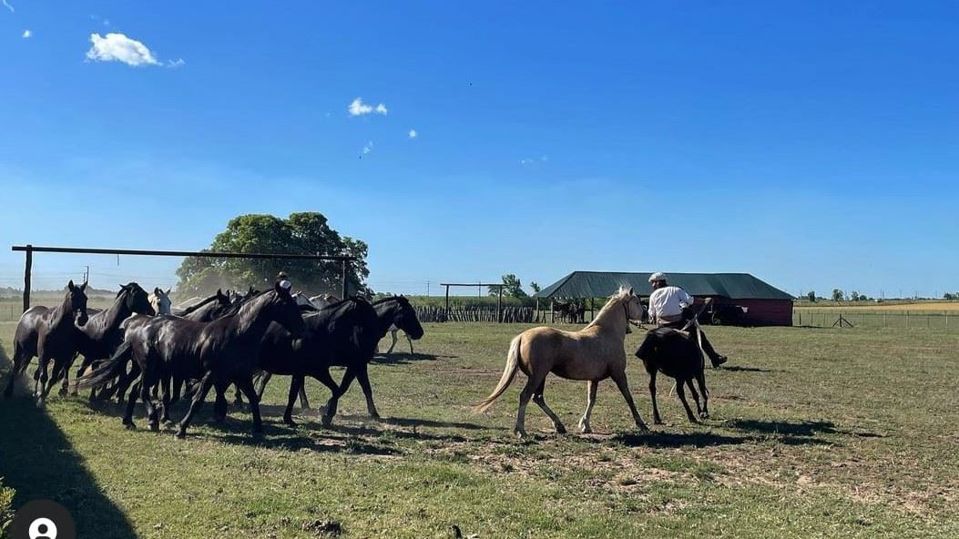Festa Gaúcha em Santa Susana: Estância com Almoço foto 12