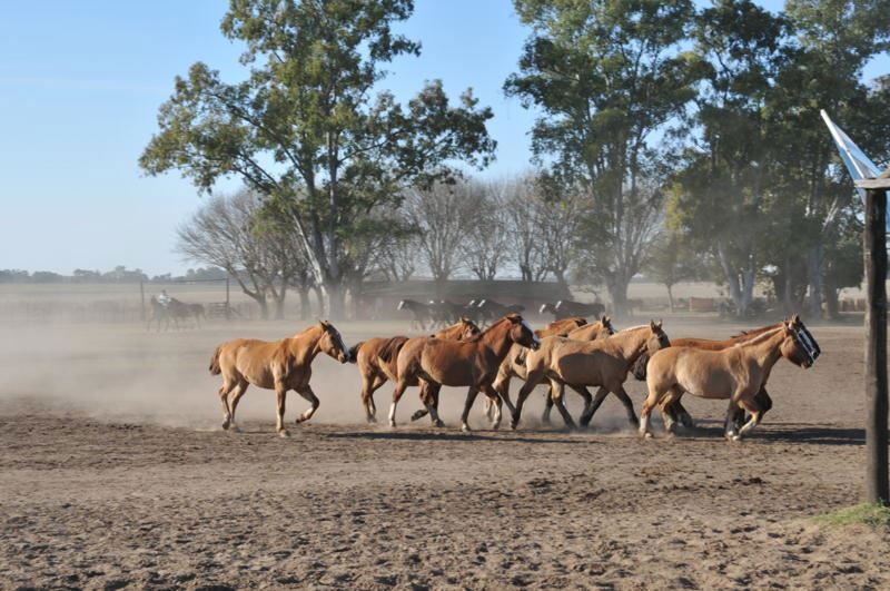Festa Gaúcha em Santa Susana: Estância com Almoço foto 5